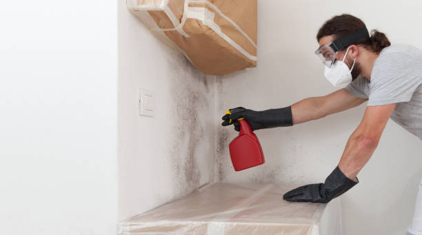 Professional Basement Mold Remediation technician working in Colmar, PA