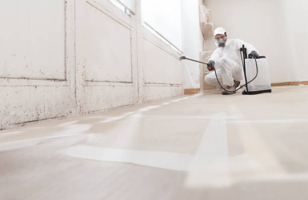24/7 Emergency Basement Mold Remediation experts in Colmar, PA