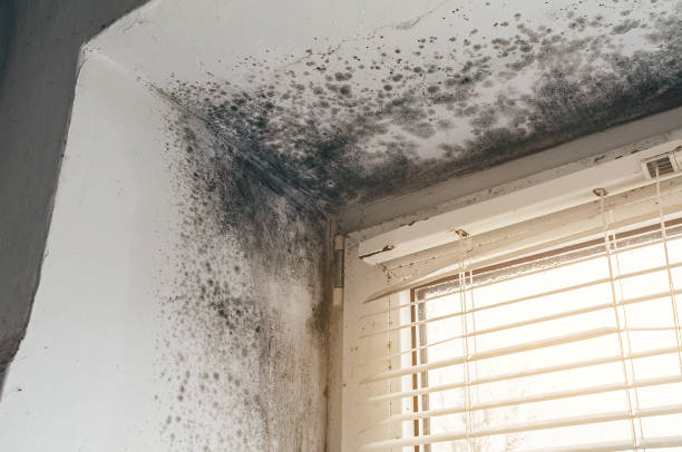 Affordable Basement Mold Remediation solutions in Colmar, PA