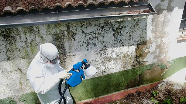 Top rated local Basement Mold Remediation specialists in Colmar, PA